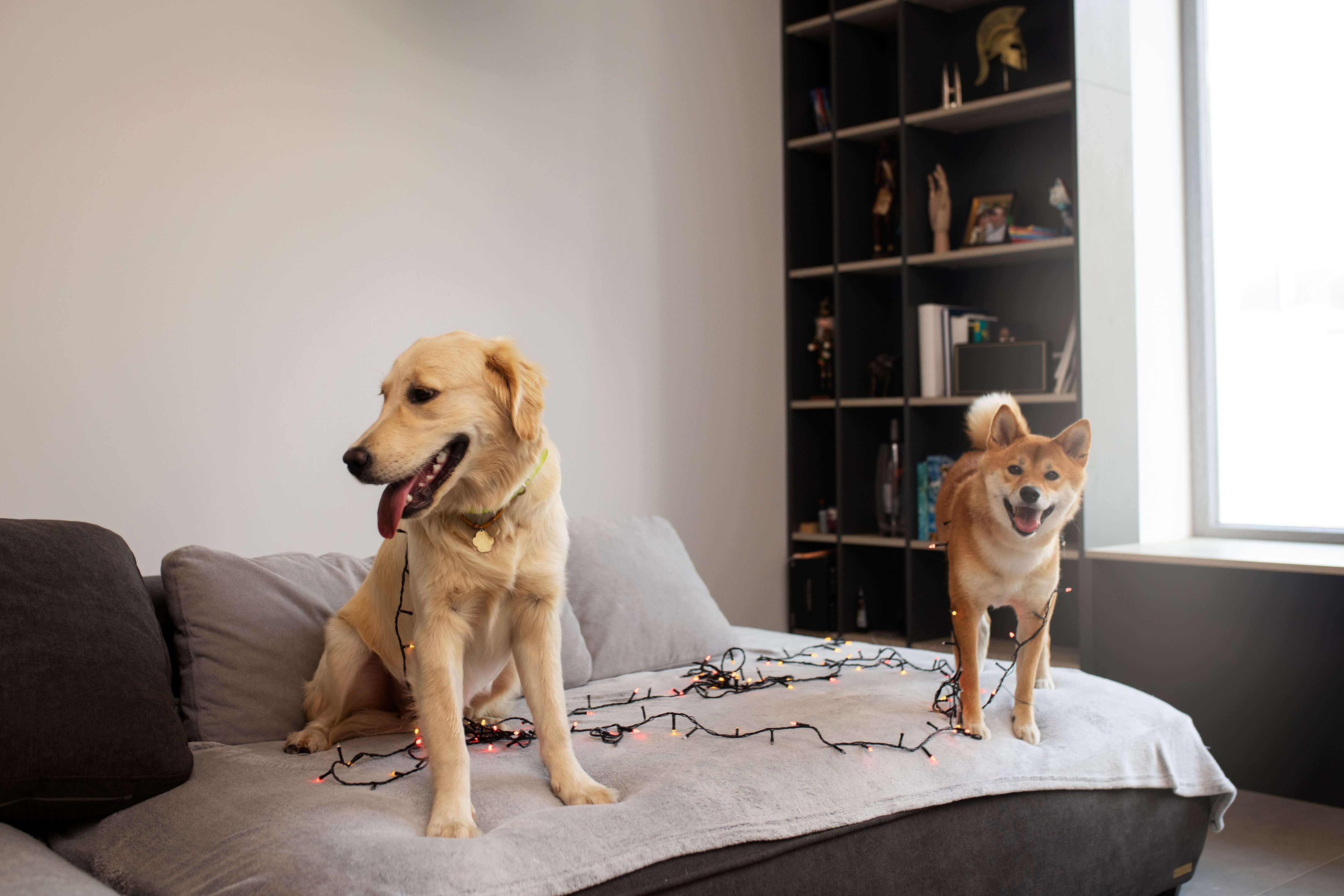 גדר אילוף לכלבים איך לבחור גדר לאילוף מוצלח?